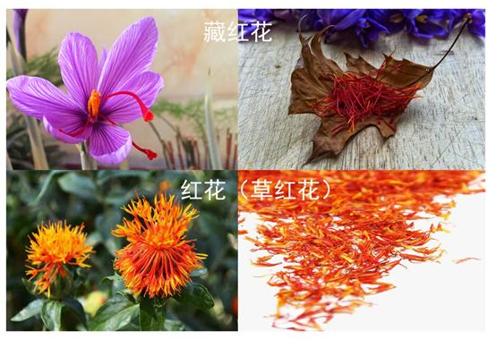 真假藏红花泡水图片,如何辨别藏红花真假