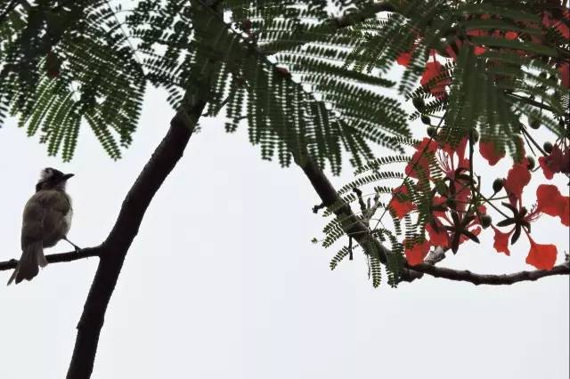 毕业季的凤凰花和栀子花,毕业季凤凰花开的时候