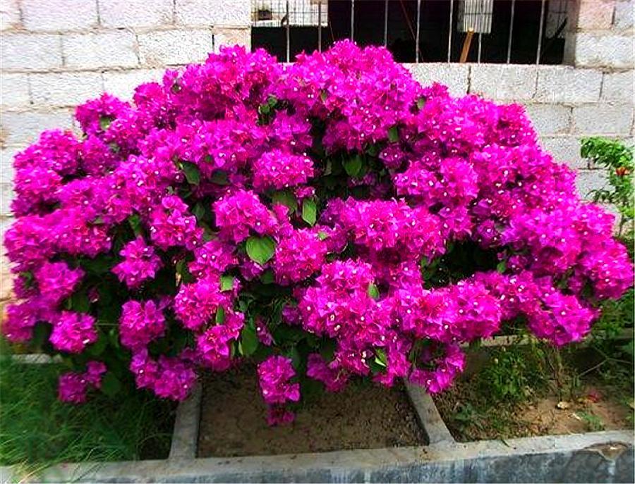 三角梅最怕冻伤冻害，做好这5件事，到了春天就爆盆