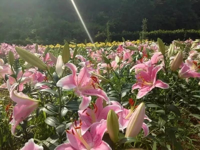 湖南小伙返乡创业种蔬菜,农村小伙创业卖花