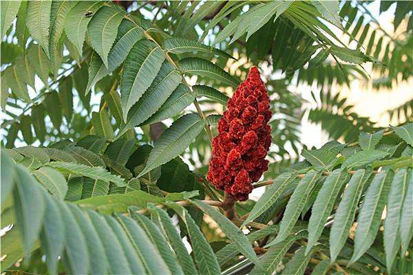 植物有哪些保护自己生存的绝招,植物遇到危险如何防御