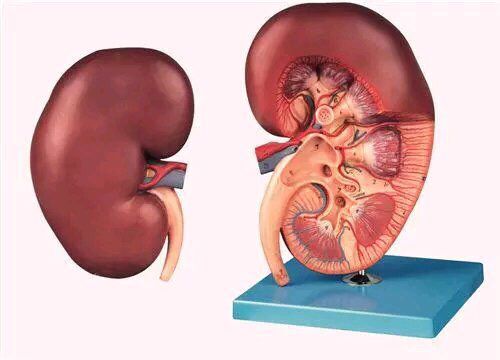 痛风性肾结石可以用激光碎石技术吗？