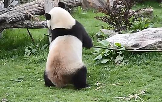 大熊猫吃竹子为什么这么细嚼慢咽,关于大熊猫吃竹子的动作