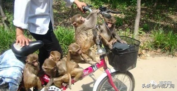 南阳怎样？看完你也会说“中！中！中！”