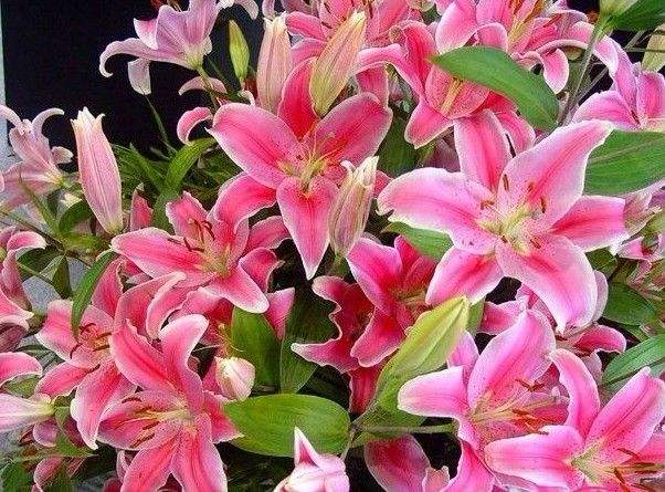 刚种下的百合花种球能浇生根粉吗,百合花种球种下怎么判断土干不干