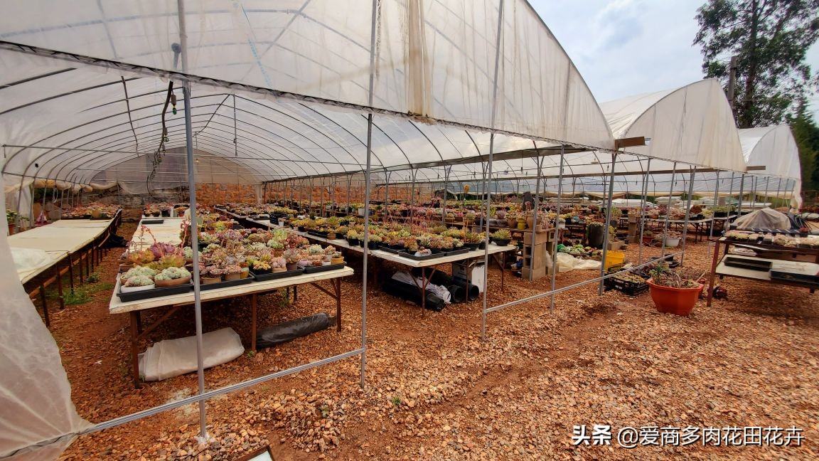 澶氳倝绉嶆鍒涗笟鍚堜綔,澶氳倝绉嶆鍒涗笟椤圭洰