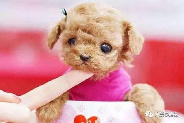 泰迪犬有这几种行为,泰迪犬对主人有感情吗