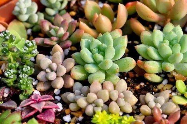 多肉长不大怎么修剪,多肉小苗移盆怎么配土