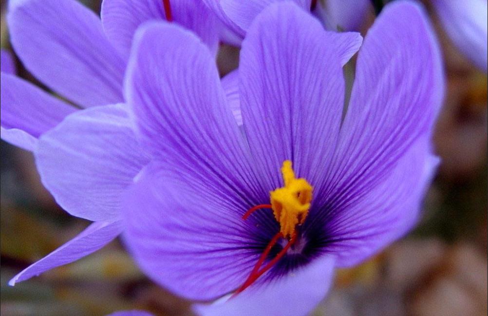 七夕还在送花？来个新玩法，带她去看世界上最昂贵的10种花