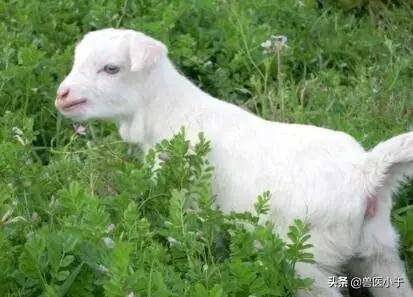 羔羊缺奶怎么办？