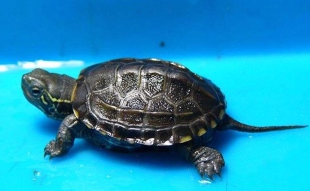养龟事项,养情侣龟注意什么