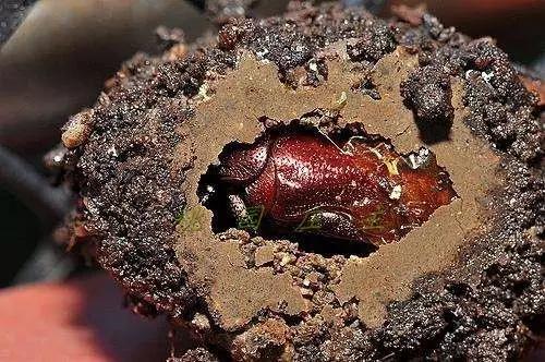 桃园地下害虫怎么治,桃园瓢虫的治理