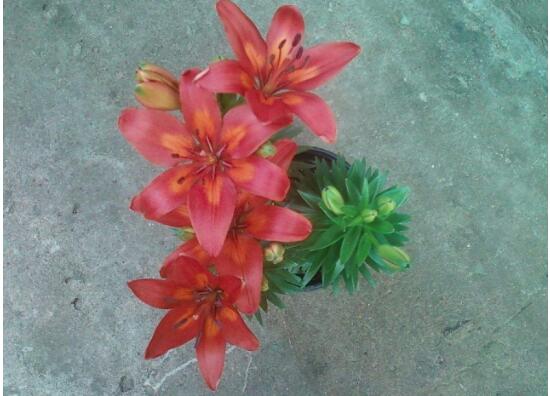 百合花长好高了烂根怎么处理,百合花烂根了茎杆怎么处理