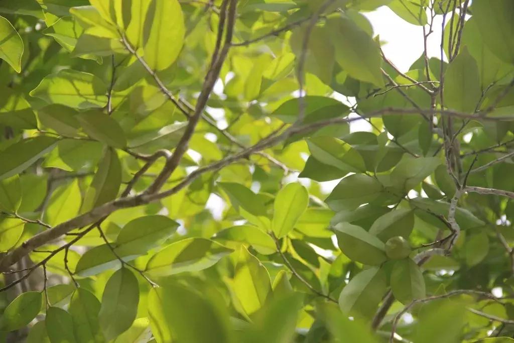 沉香树长什么样子的图片,沉香树有哪些种类和图片