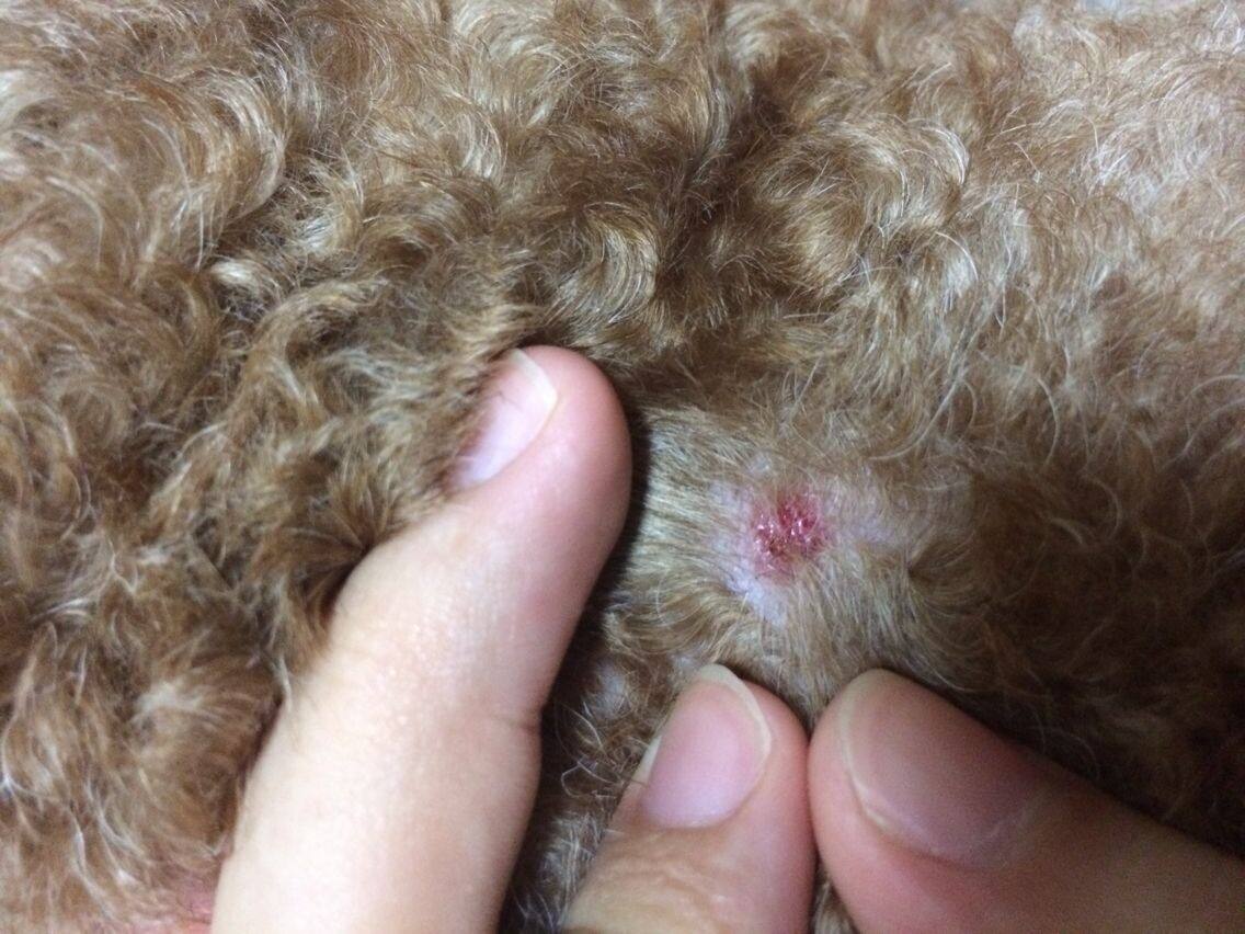 宠物皮肤病怎么治疗好得快,宠物医院都不告诉的药