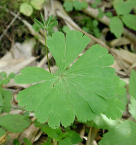 世界上最不怕火的树木,盘点世界上最厉害的树木