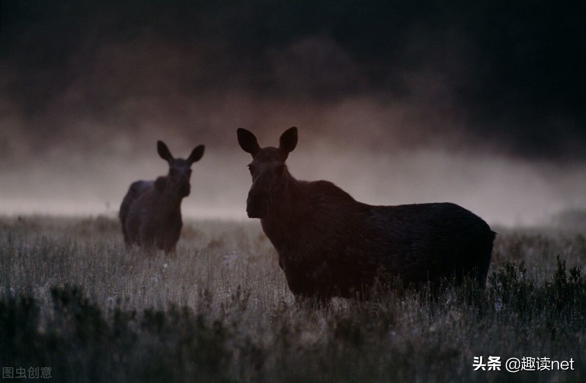 辰东为什么能写出这么成功的小说,神墓辰东有声小说完整版