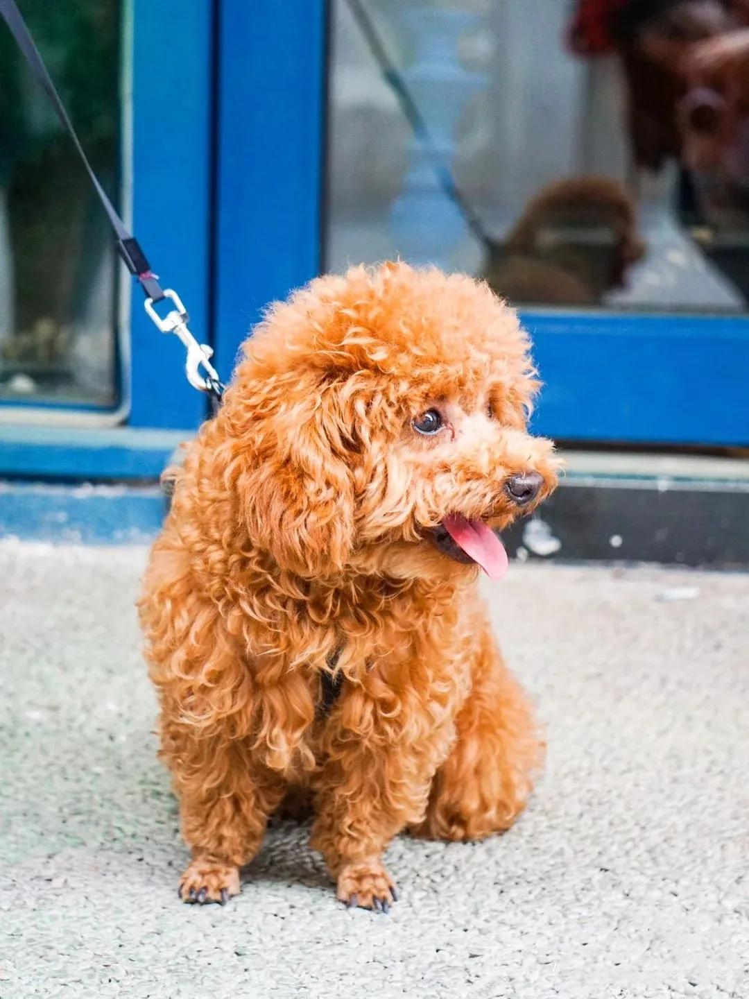 泰迪乱骑怎么办,泰迪为什么老是喜欢蹭我腿