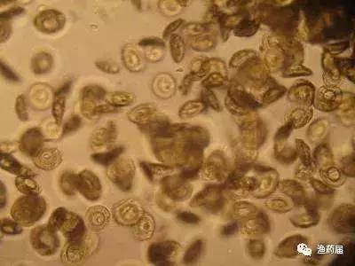 淡水白鳗病怎么治,鱼苗白嘴病的治疗