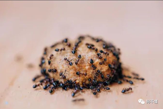 过期临期狗粮回收,临期过期食品可以吃吗