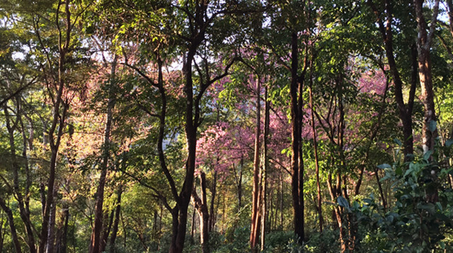 深入深山研究十余年，他终于喝到了明清皇室贡茶，味道是这样