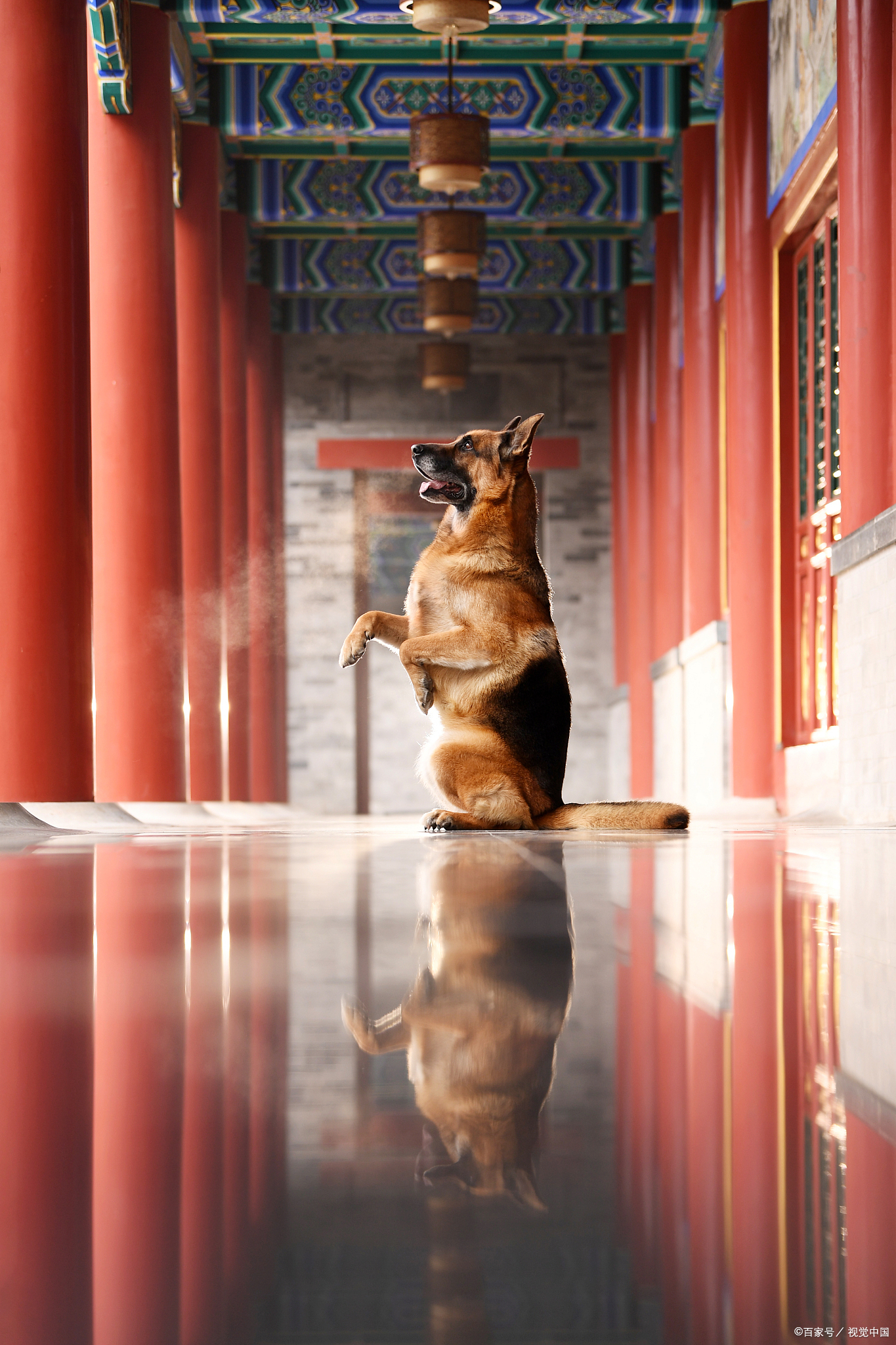 怎么训练德牧坐下起立,如何训练德牧坐下