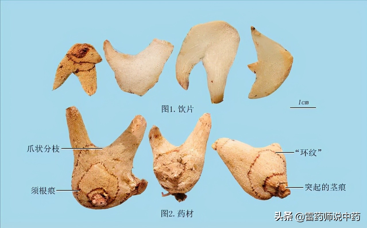白芨为什么能止血,白芨的功效