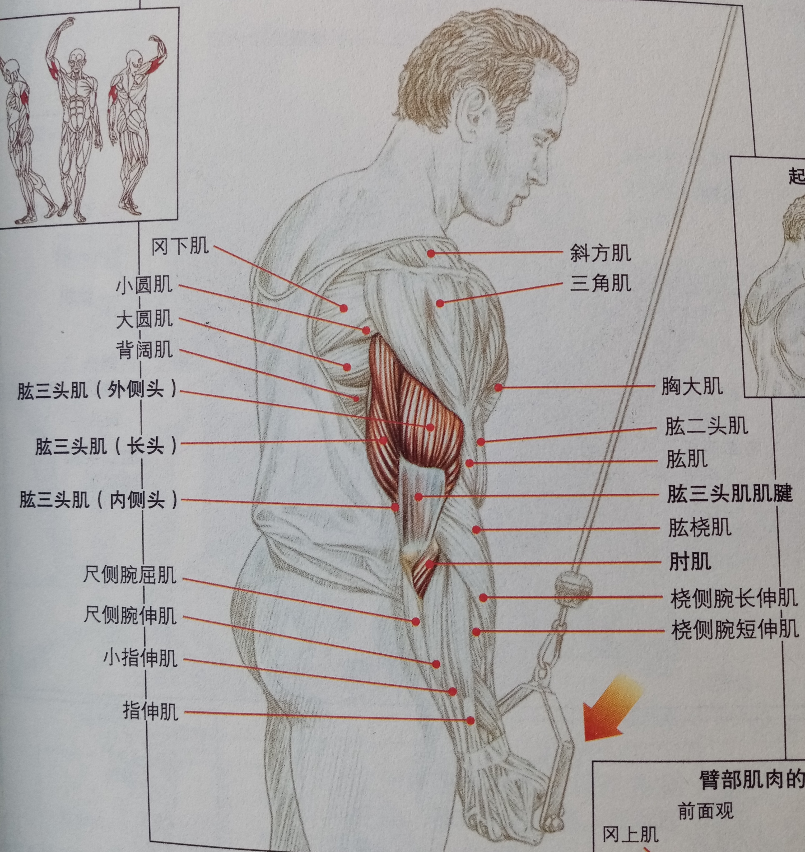 练肱三头肌能让手臂更加粗壮吗,手臂太粗显得胸肌太小