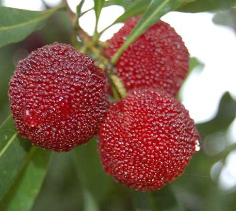 杨梅什么时候播种比较好,杨梅种子播种方法好学吗