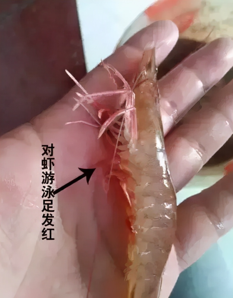 对虾红体防治的最佳办法,对虾红须红尾的原因和处理方法