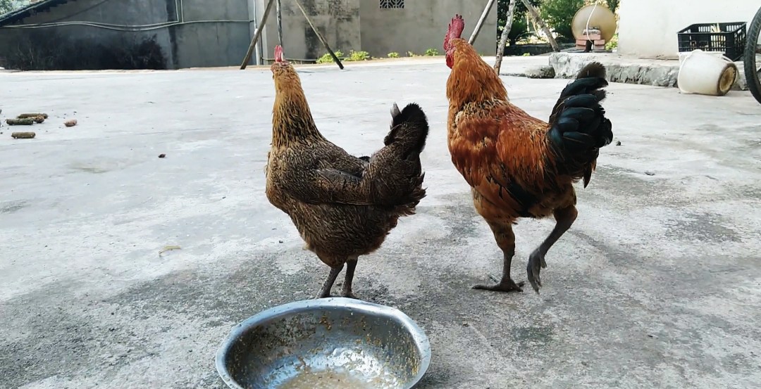 养殖土鸡模式,土鸡养殖技术及销售方法