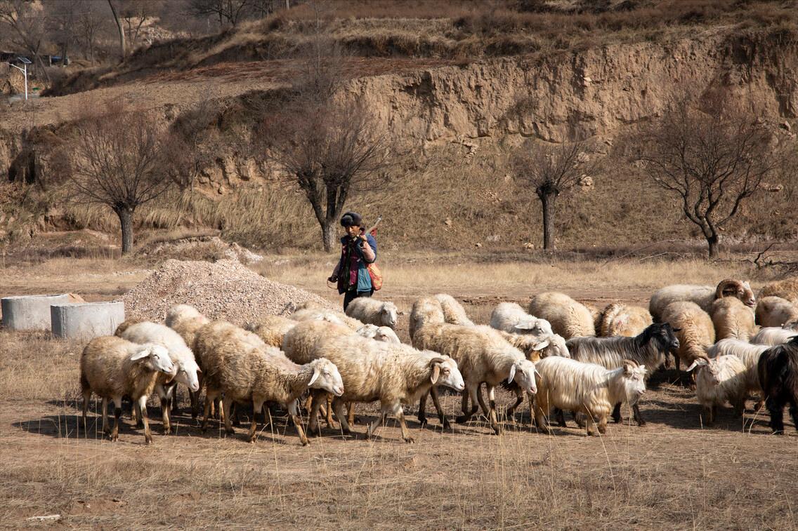 全自动杀羊,杀羊正常吗