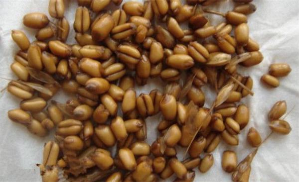 野钓窝料秘方大揭秘大板鲫的克星,钓鱼窝料怎么诱鱼