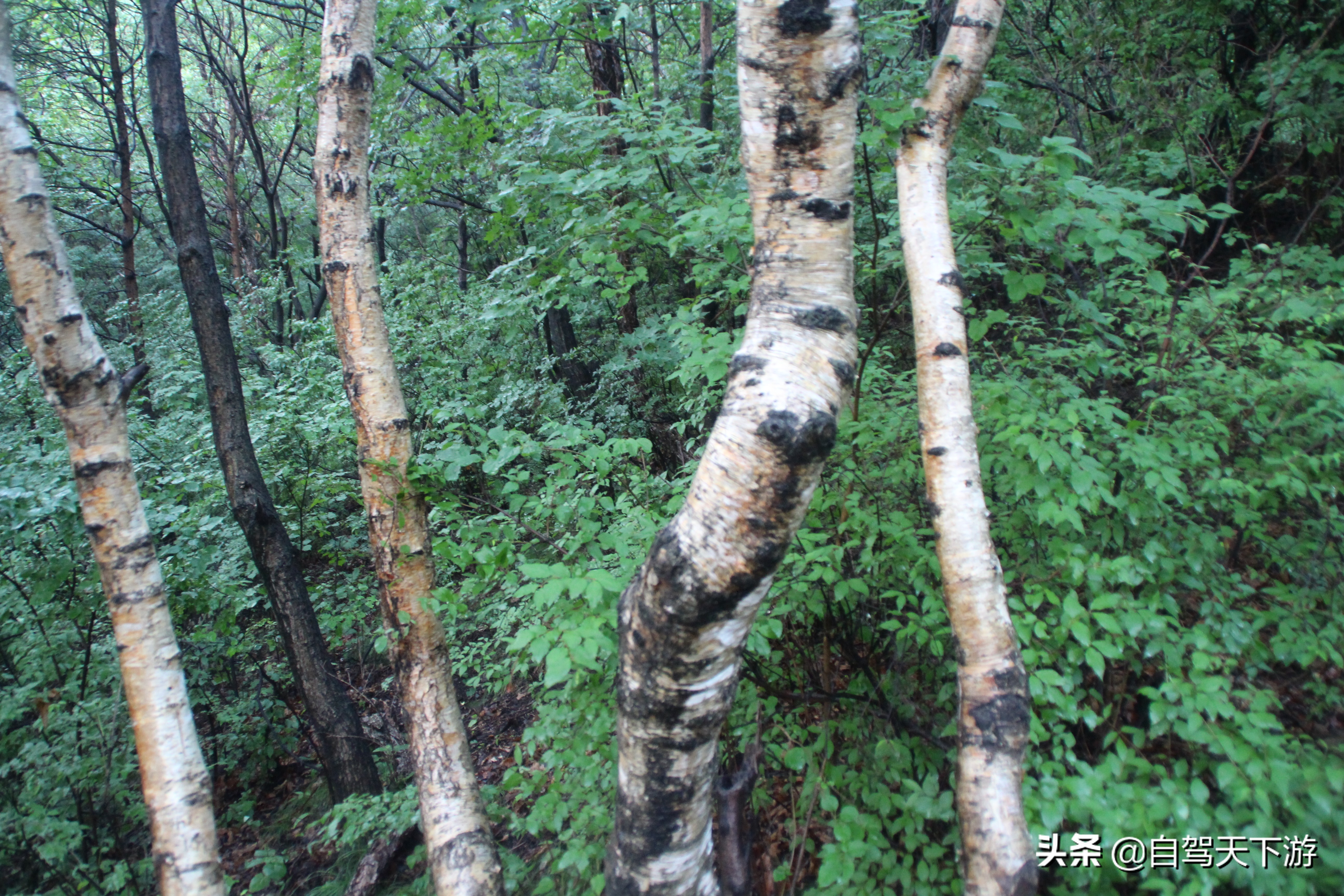 野三坡白草畔攻略,野三坡白草畔自驾游