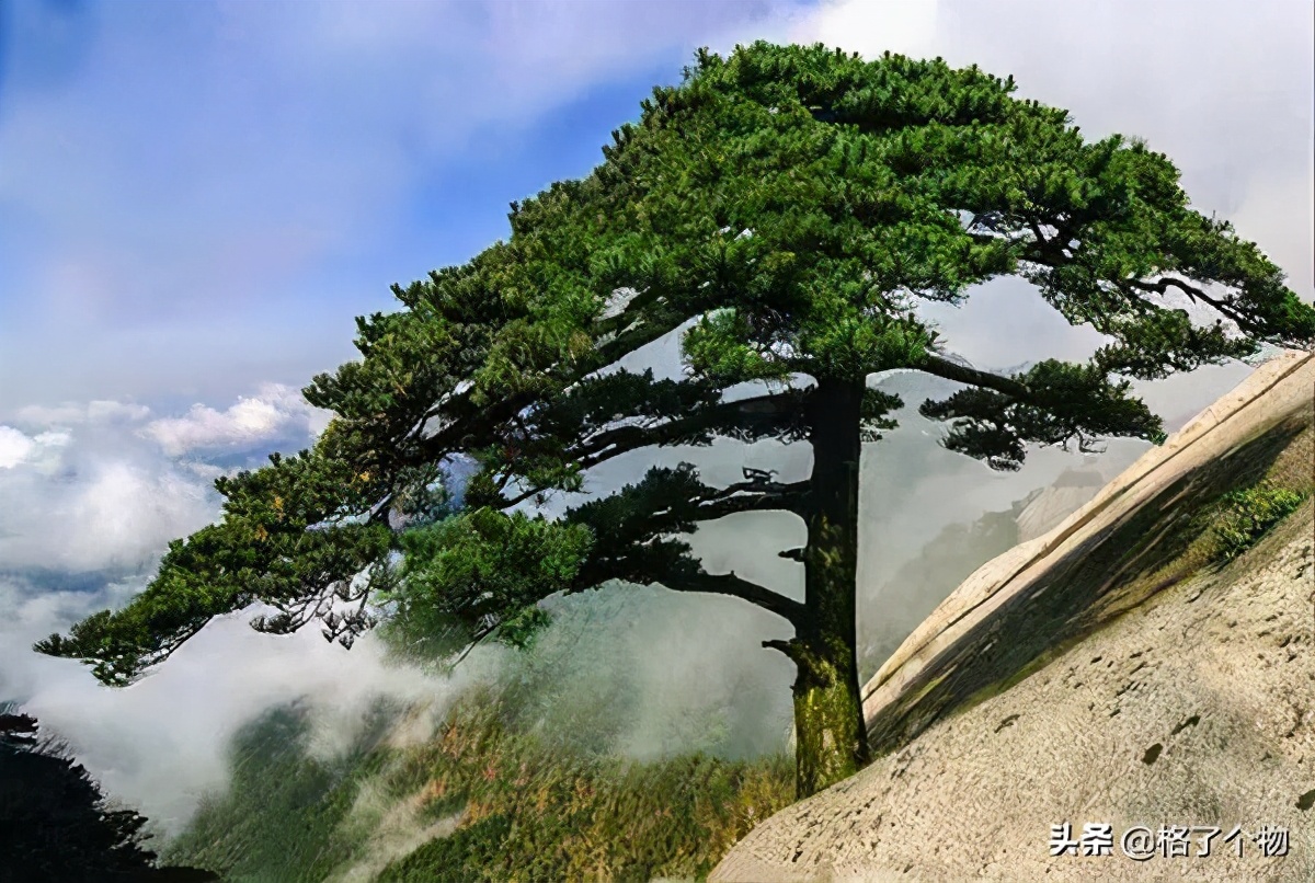 世上最长寿的动植物,古老有寓意的动植物