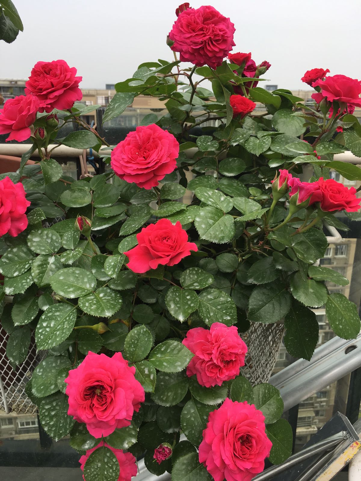 7种小型藤本植物，能在阳台上养，花量巨大，花期长，阳台变花园