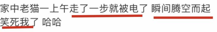 幼犬不听话可以电它吗,宠物不听话控制不住