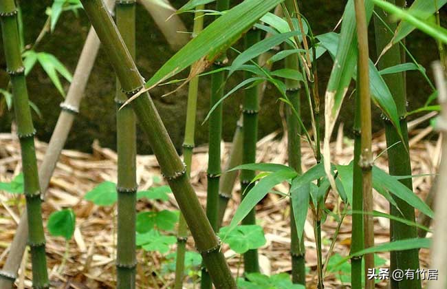 不可食无竹的竹子,宁可不吃肉也得吃竹子
