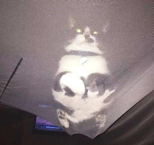 养猫咪点蚊香猫会中毒吗,猫咪蚊香对猫的危害