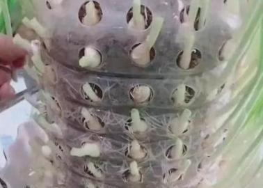 高层阳台种植蔬菜阳光非常充足,阳台采光不好可以种的蔬菜水果