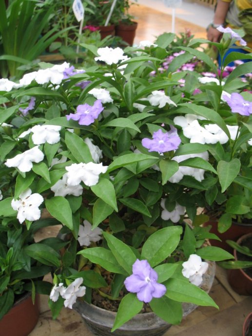 双色茉莉花不开花怎么办,双色茉莉花不完全盛开就蔫了