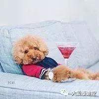 泰迪犬有这几种行为,泰迪犬对主人有感情吗