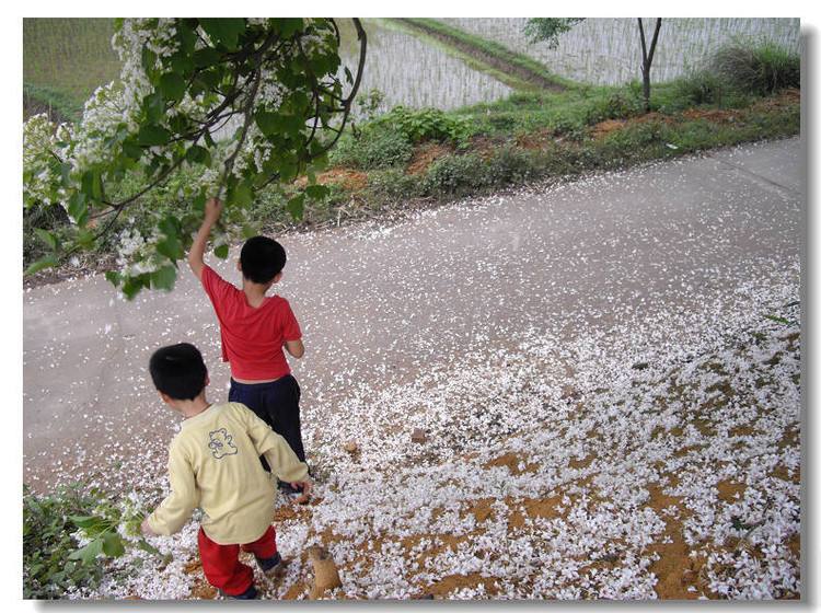 这种树在农村很常见，花名为五月花，果子提炼出的油料可以漆房子