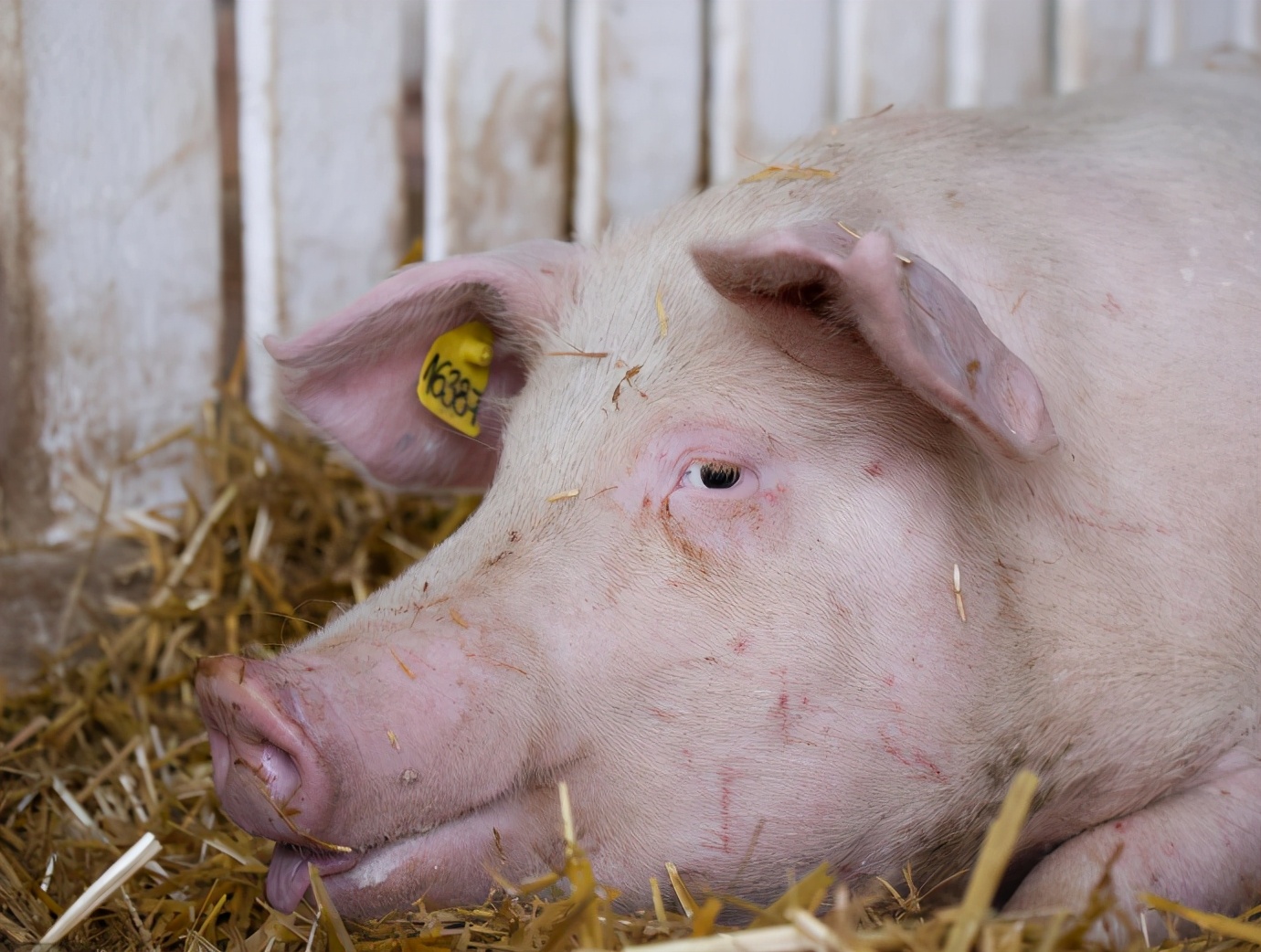 母猪喘气呼吸困难怎么回事,母猪喘气严重怎么处理