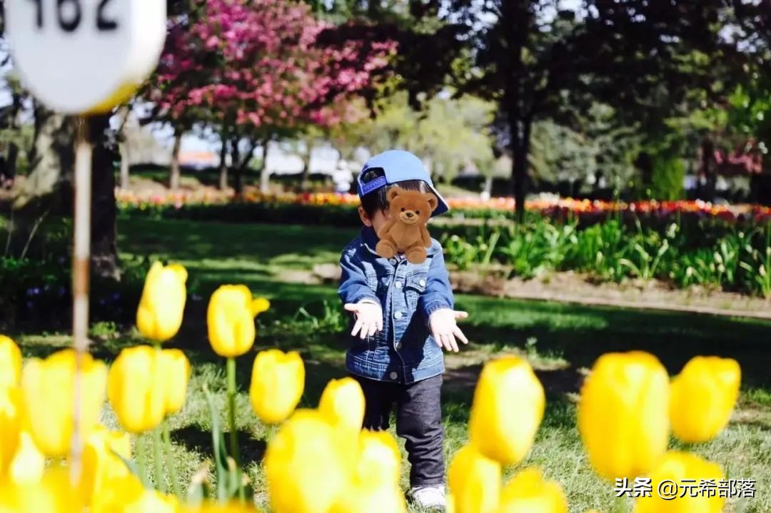 荷兰小镇郁金香盛开,荷兰小镇郁金香花海