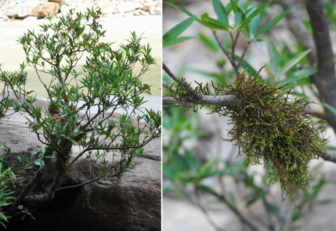 吃毒菇、睡蛇窝,只为挖一堆草,这个重庆博士要做当代神农