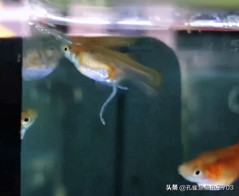 孔雀鱼怎么体内驱虫最有效,如何给孔雀鱼选择饲料