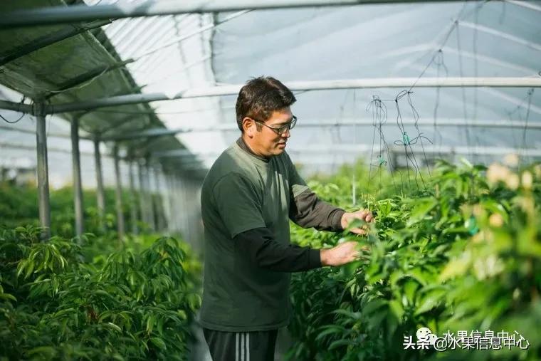 日本农业发达到什么程度?荔枝、香蕉、菠萝竟然用温室来种