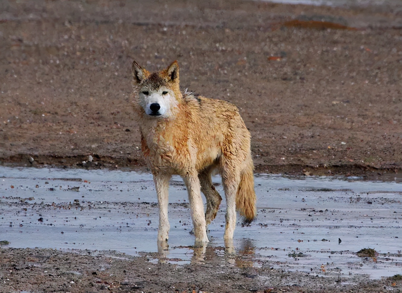 羌塘无人区为什么被称为生命禁区,世界上十大诡异禁区