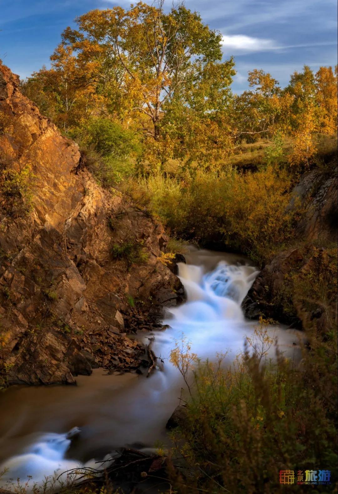 一到秋天,这里就美成了金色天堂!全世界独一份!